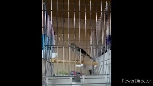 канарейка  пение канарейки $ ручной