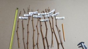 🔥Акция! Скидка 50-70% на черенки толщиной 5-6 мм.Тел,WhatsApp и Telegram : 8-918-43-794-43