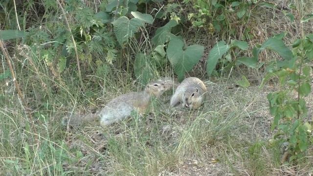 Суслики Тагарского озера смотреть онлайн