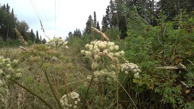Осы едят последний мед. Сентябрьские деньки. смотреть онлайн