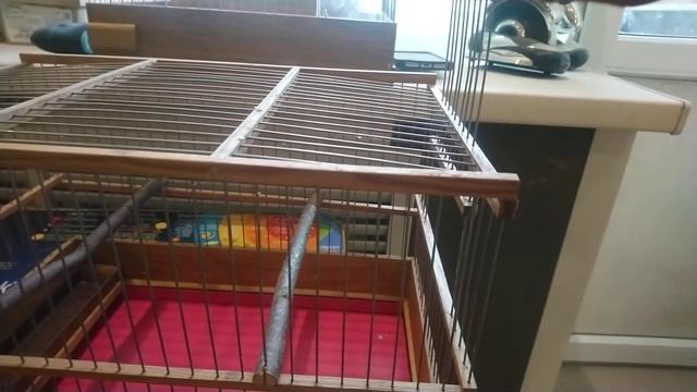 Клетка для одиночного содержания кенаров овсяночного напева. (моё исполнение) смотреть онлайн