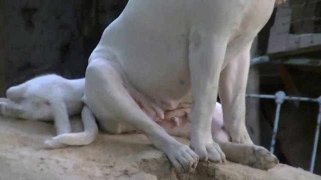 Кот ласкается с сучкой американского бульдога смотреть онлайн