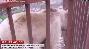 Медведь Отрывается Под AC DC #1 VVV