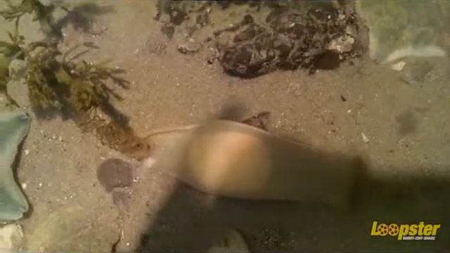 Island bay Marine Education Centre. Hermit crabs, shark eggs and Octo eggs смотреть онлайн