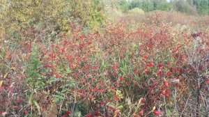 Шиповник 2024