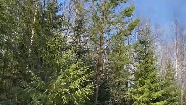 Маним рябчика смотреть онлайн