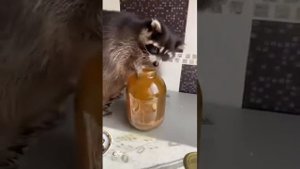 Очень смешной енот с озвучкой