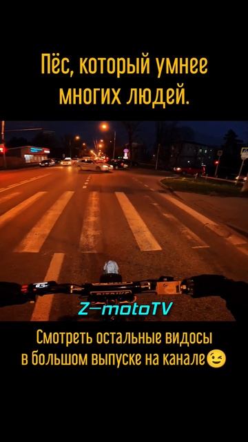 Пёс, который умнее человека #shorts #surron #enduro #moto #питбайк #pitbike #дтп #gopro10 #dji