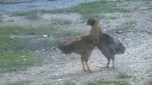 бой петушков