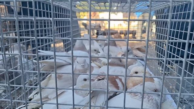 Рынок Голубей Алматы осенний репортаж  03 ноября 2024. #голуби #pigeon