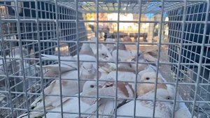 Рынок Голубей Алматы осенний репортаж  03 ноября 2024. #голуби #pigeon