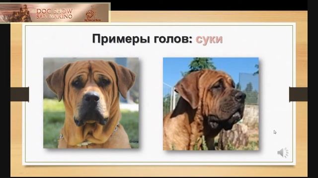 семинар на русском языке - TOCA смотреть онлайн