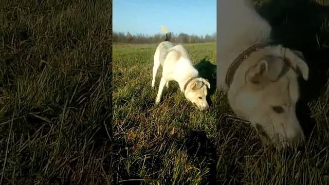 Лайма ищет мышь смотреть онлайн