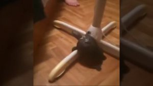 у меня живёт культурный кот, пёс, лещ (Нежное это)