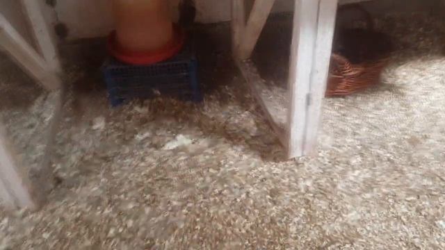 Голубая индюшка - квочка кушает с рук!! Чем обязательно кормлю индюков ! смотреть онлайн