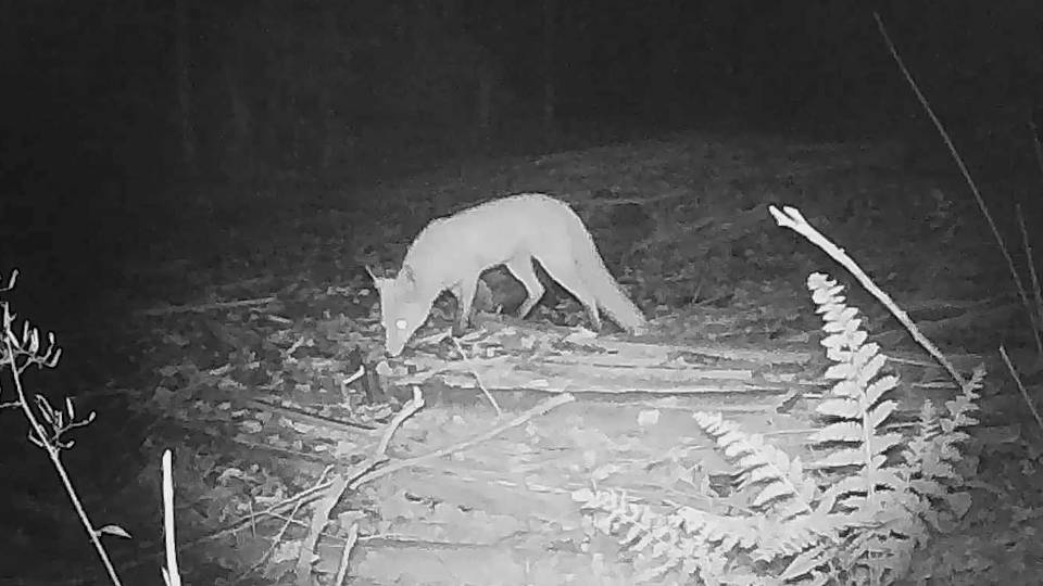 Лиса в ночи смотреть онлайн