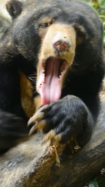 Необычный язык самого мелкого медведя🐻 Солнечный медведь смотреть онлайн