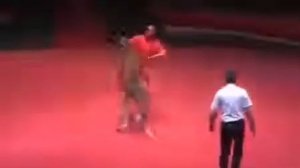 Кенгуру бьёт боксёра Kangaroo Vs Human