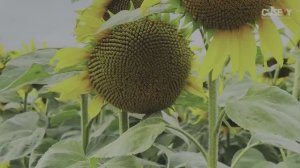 Уборка цветка солнца – подсолнечника