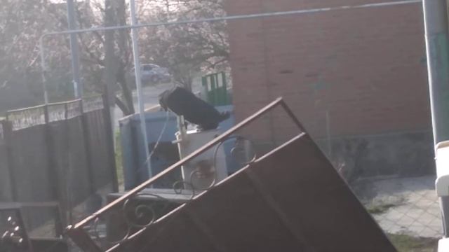 Злая собака))) смотреть онлайн