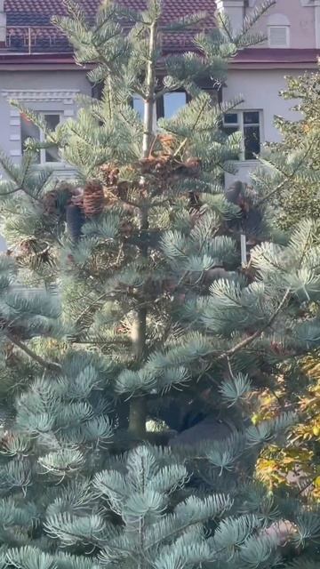 Пихта одноцветная Виолацея, созрели семена, самое время собирать смотреть онлайн