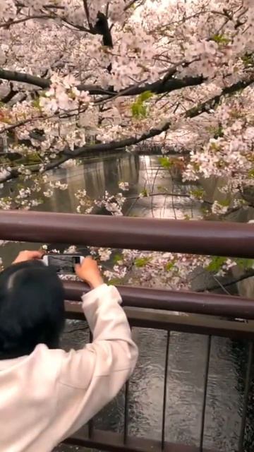 Sakuras in Japan #cherryblossom #japan #flowers смотреть онлайн