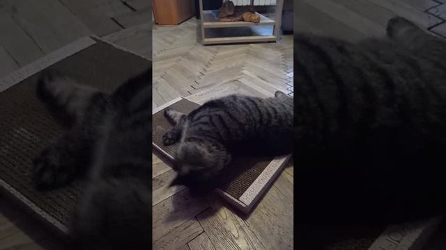 Лучшие когтеточки-когтедралки!❤️