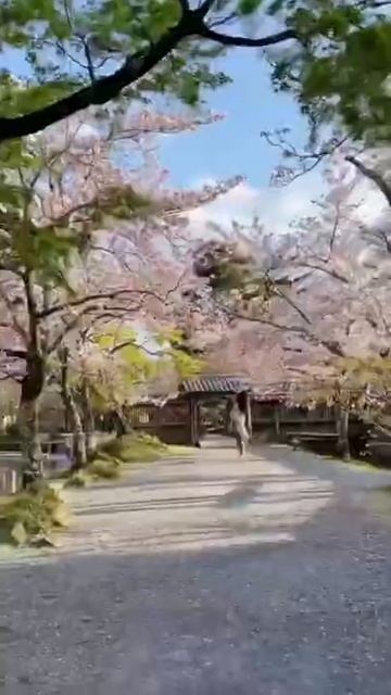 KYOTO beautiful Cherry Blossom смотреть онлайн