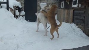 АЛАБАЙ И ЕГО ДРУГ.