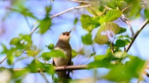 Лучшая птичья песня.Божественно поет соловей ,Singing nightingale. The best bird song.