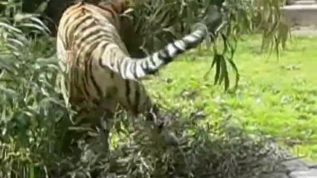 TIGRE (Panthera tigris) o maior felino do mundo