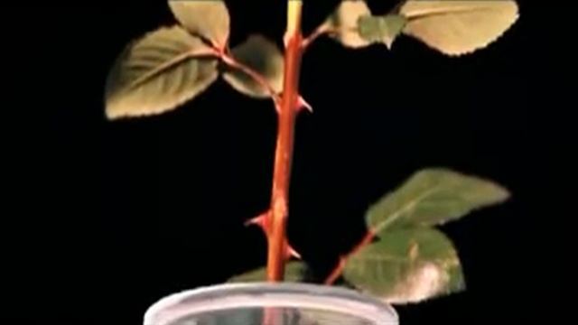 Профилактика ВИЧ СПИД RU 11 смотреть онлайн