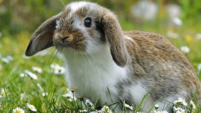 І чого не йде сніг Сухомлинський Сказки на ночь Казки на ніч смотреть онлайн