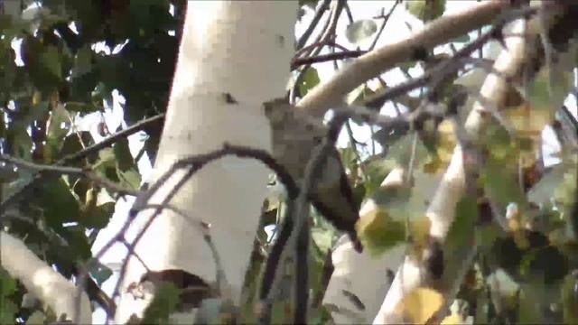 Animals of Russia - Moscow region. Part 6 смотреть онлайн