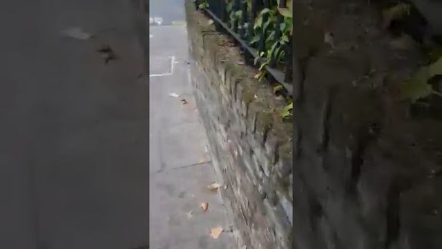 МУСОР В ЦЕНТРЕ ЛОНДОНА. смотреть онлайн