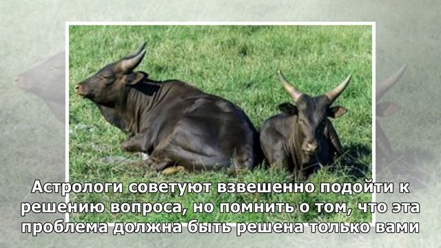 Судьба испытает эти знаки Зодиака до конца июня: придется сделать сложный выбор  повлияет на буд..