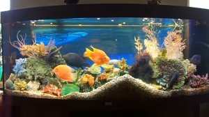 Аквариум оформленый в стиле псевдоморе