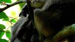 PITIFUL BABY CALVIN UNDER BABY CELINE MOVE FAST , HOW MOM CASI TAKE CARE TO HER BABY CALVIN? |