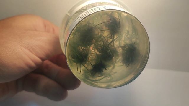 Живое аквариумное растение Криптокарина Тонкиненсис меристемное