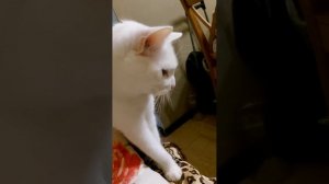 отобал котлету