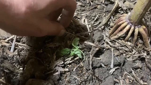 🔥Преимущества БАРМАТУХИ над всеми вместе взятыми технологиями возрождения Земли в мире №673/24
