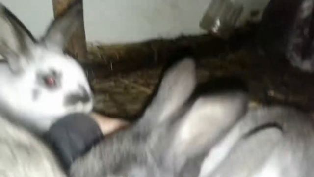 Какой пол выбрать при строительстве клтеток для кроликов смотреть онлайн