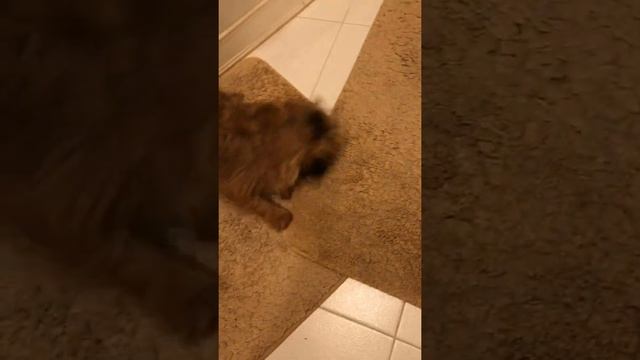 #Брюссельскийгриффон Брюссельский гриффон Бусинка смотреть онлайн