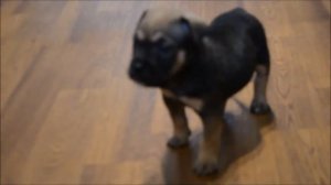 Цезаро Рикардо малыш ка де бо