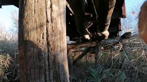 За шиповником, дары природы