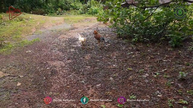 Free range CHICKEN Farming | Organic Poultry Farming Business for Eggs and Meat