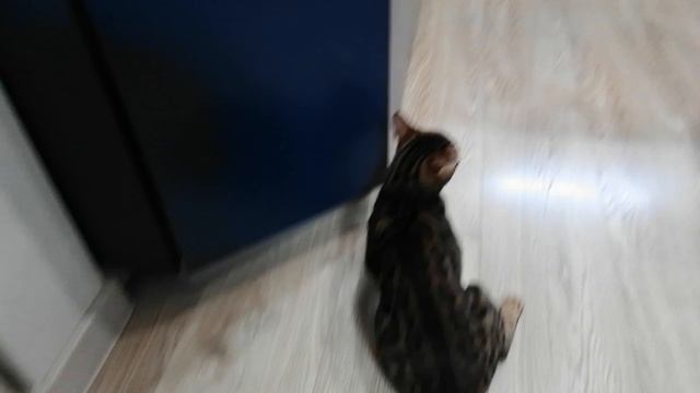 Обзор бенгальской кошки