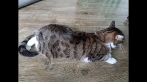 ТОП 6 КОШАЧЬИХ ЯЗЫКОВ КОТОРЫЕ ВЫ ДОЛЖНЫ ЗНАТЬ.