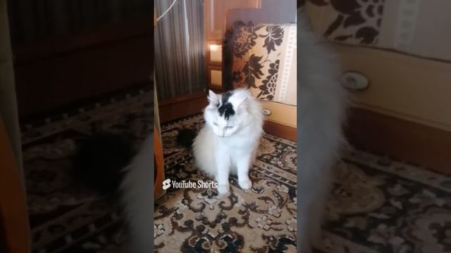 Чистый кот Сёма