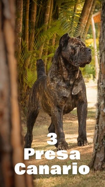 Top 10 Best Guard Dog Breeds for Home Protection Pt. 2